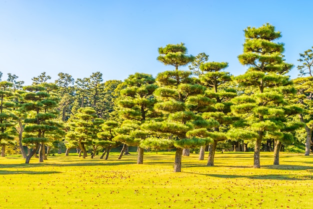 Bonsai Arvore Jardim Imperial Palacio Tokyo Cidade Japao Foto Gratis