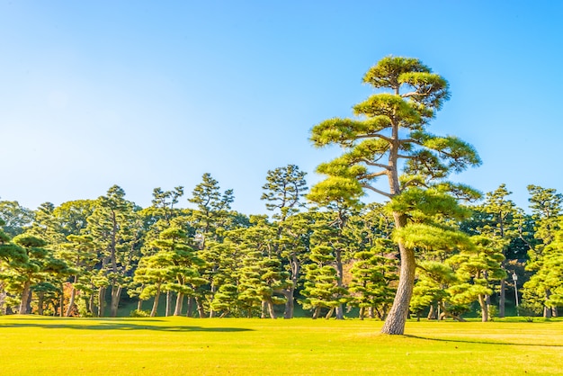 Bonsai Arvore Jardim Imperial Palacio Tokyo Cidade Japao Foto Gratis