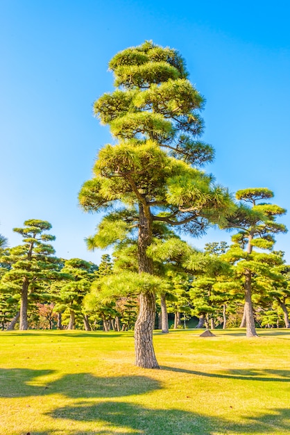 Bonsai Arvore Jardim Imperial Palacio Tokyo Cidade Japao Foto Gratis