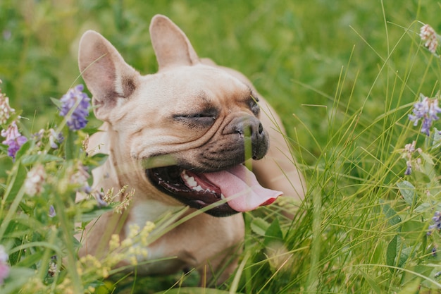 Buldogue francês vermelho com os olhos fechados para uma caminhada no campo. o cachorro estendeu a língua Foto Premium
