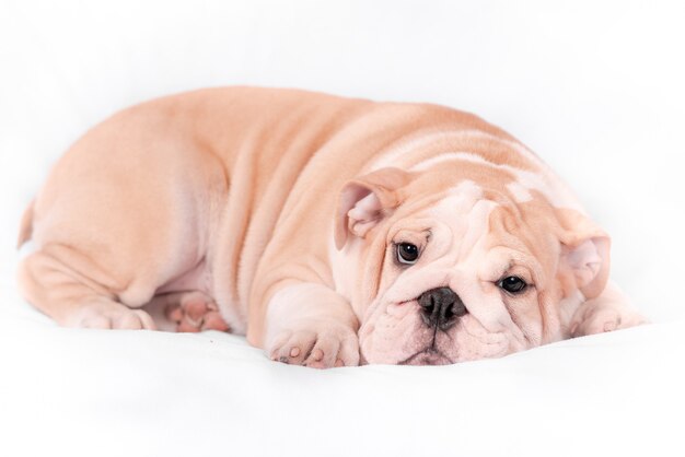 Buldogue Ingles Da Raca Do Filhote De Cachorro Em Um Fundo Branco Isolar Foto Premium