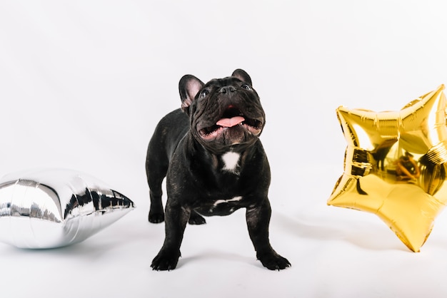 Buldogue lindo posando com elementos de festa Foto gratuita