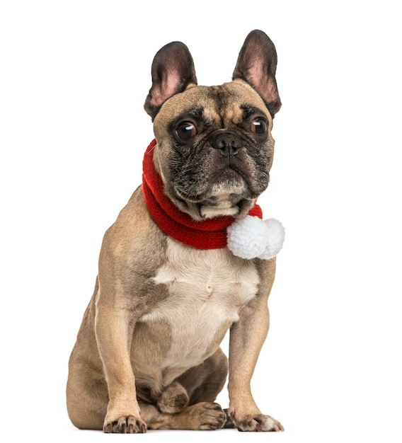 Bulldog francês com um lenço de natal sentado isolado no branco | Foto ...