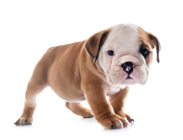 Bulldog Ingles Filhote De Cachorro Na Frente De Fundo Branco Foto Premium