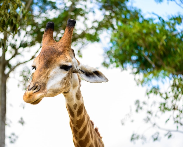 Cabeça de girafa | Foto Premium