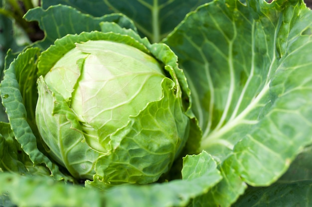 Cabeça de repolho crescendo na cama vegetal Foto Premium
