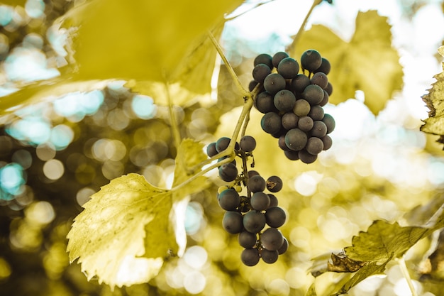 Cacho De Uvas Azuis No Vinhedo Ao P R Do Sol Antes Da Colheita Foto