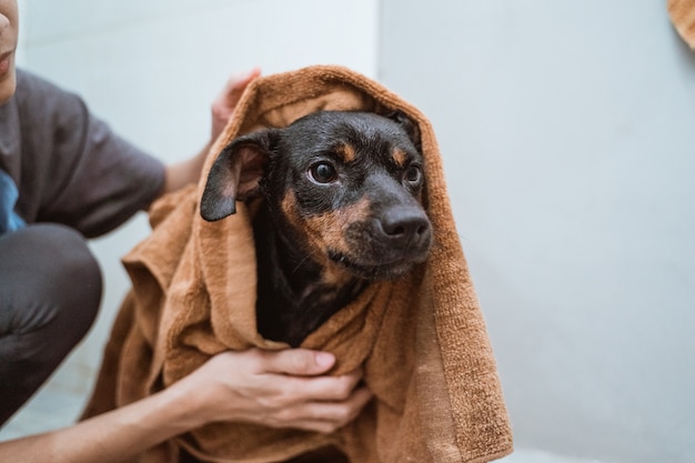 Quando dar banho seco no seu cão