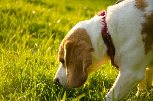 Beagle adulto farejando gramado cães de caça