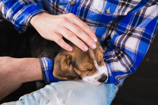 Filhote de Beagle dormindo no colo de seu dono