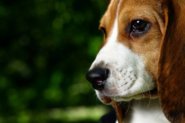 Beagle adulto de perfil em fundo verde desfocado cães de caça farejadores