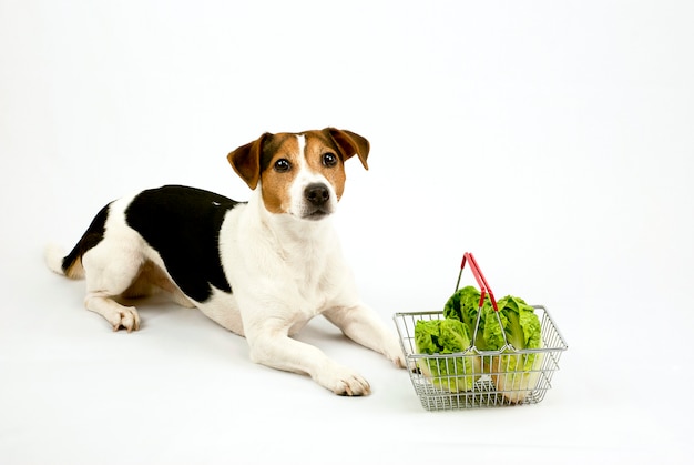 Cachorro deitado com uma cesta com salada Foto Premium