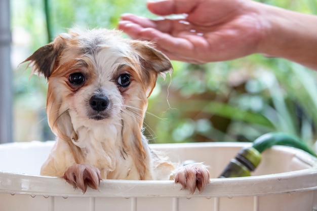 Cachorro está tomando banho. | Foto Premium