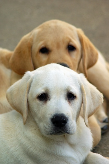 Cachorro Labrador Filhotes Foto Premium