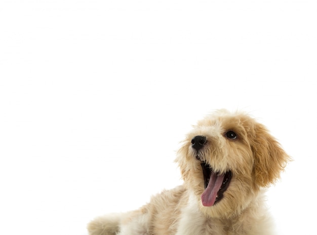 Featured image of post Cachorro Sorrindo Fundo Branco / Eu também estou como você em sua mesa: