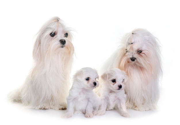 Cães maltês da família Foto Premium