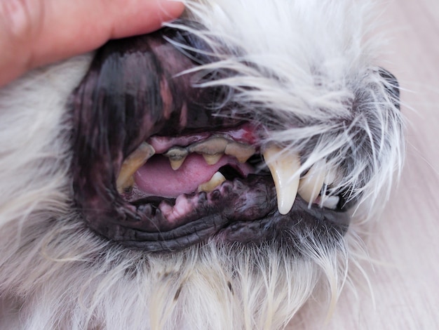 Cães têm problemas com a cavidade oral, calcário, gengivite, cárie dentária. Foto Premium