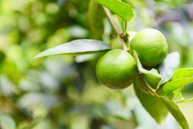 Cais verdes em uma árvore. vitamina alta fresca c dos citrinos do cal na exploração agrícola do jardim. Foto Premium