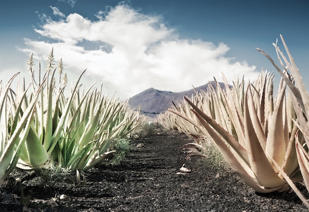 Campo de aloe vera Foto Premium