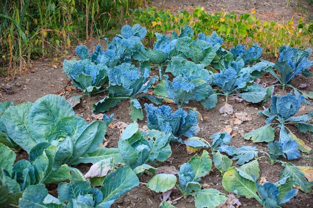 Campo de cultivo Foto Premium