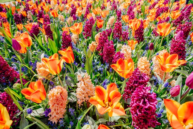 Campo De Flores Silvestres Paisagem De Primavera Holanda Foto Premium