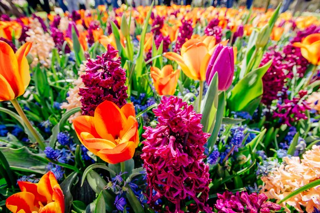 Campo De Flores Silvestres Foto Premium