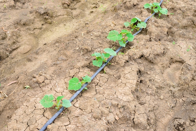 Campo do pepino que cresce com sistema de irrigação do gotejamento. Foto Premium