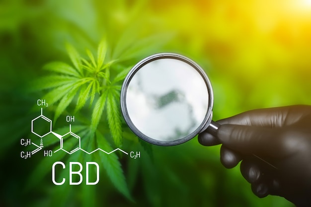 Canabinóides e saúde maconha medicinal elementos cbd na cannabis