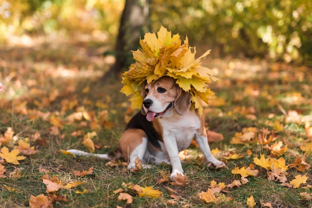 Beagle com tiara de folhas