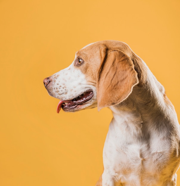 Cão bonito, a língua de fora e desviar o olhar | Foto Grátis