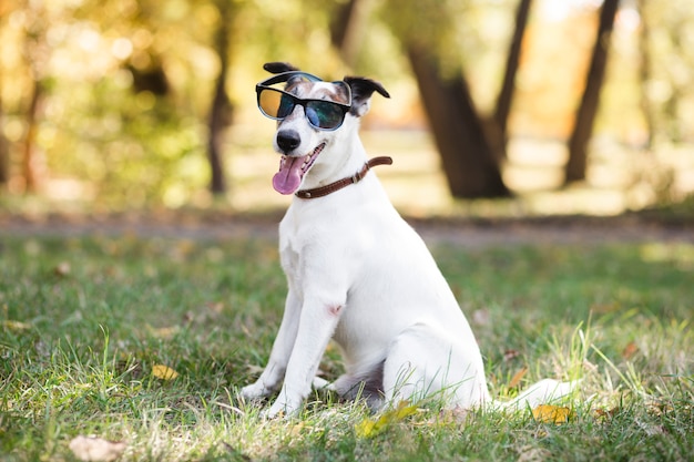 Cão bonito usando óculos escuros sentado Foto gratuita
