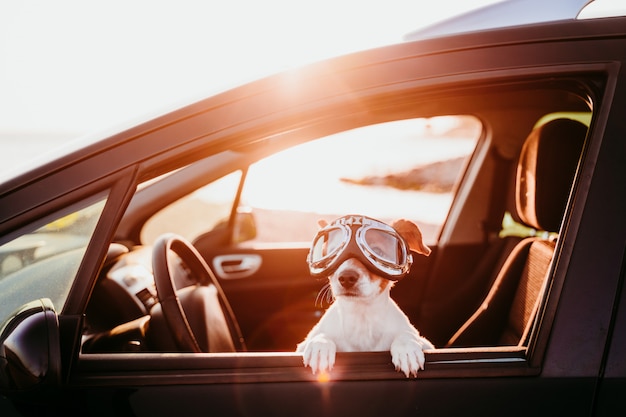 Cachorro com óculos em passeio de carro no por do Sol