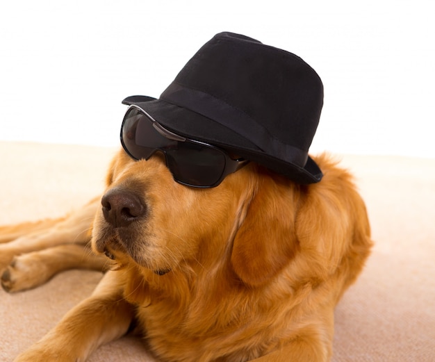 Cão como gangster da máfia com chapéu preto e óculos de sol | Foto Premium