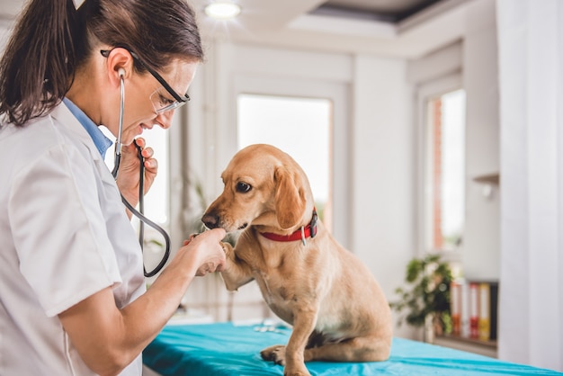 Cão sendo examinado por veterinária