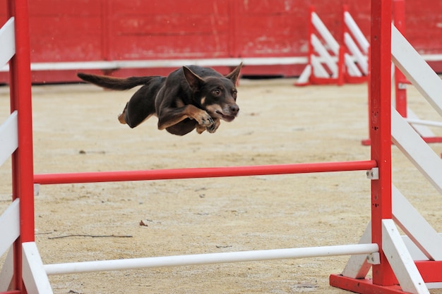 Cão de gado australiano em competição