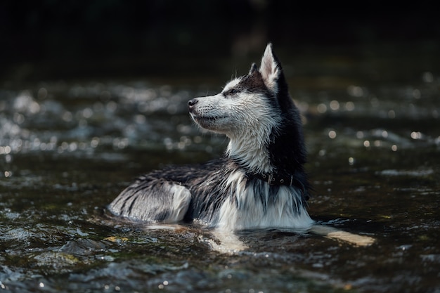 Cão de raça husky com olhos multi-coloridas devido a heterocromia. Foto Premium