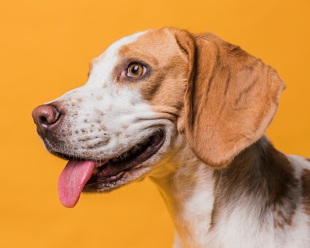 Cão de vista lateral enfiar a língua para fora | Foto Grátis