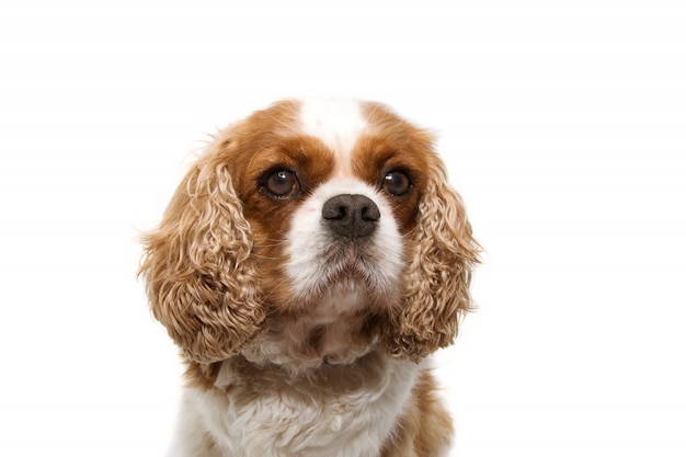Cão descuidado do retrato com as orelhas grandes isoladas no branco Foto Premium