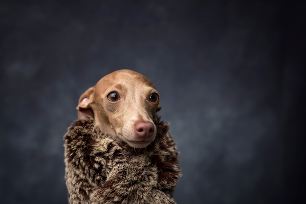 Cão engraçado vestido como um rei feiticeiro. natal Foto Premium