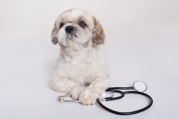 Glândulas Adanais em cães: Como tratar esse problema