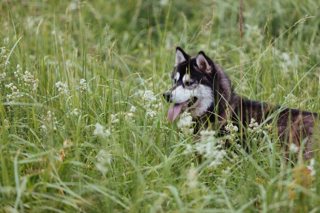 Cão ronco em um prado na grama verde luxúria que olha na distância com sua língua que cola para fora. Foto Premium