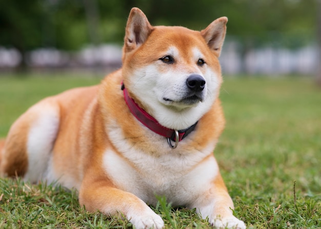 Cão shiba inu japonês feliz no parque sentado | Foto Premium