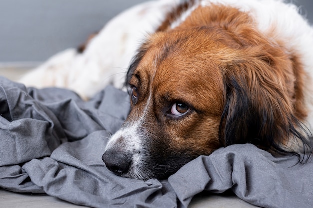 Síndrome do Abandono em cães: como lidar