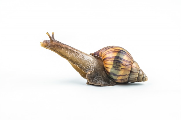 Caracóis em fundo branco Foto Premium