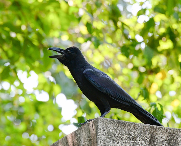 Carrion corvo com árvore natureza fundo verde / corvo negro pássaro chamada boca aberta - corvus corone Foto Premium