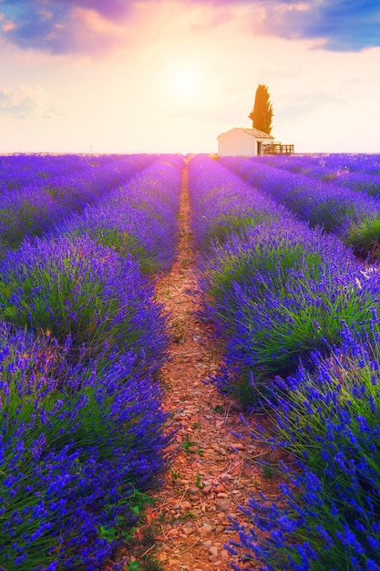 Casa Pequena Com Cipreste Em Campos De Lavanda Ao Nascer Do Sol Em Valensole Provence França 4194