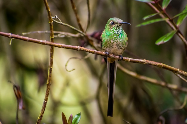 Cauda Longa Beija Flor Passaro Foto Premium