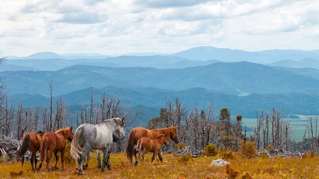 Cavalos cinzentos e marrons que correm livre no prado com a floresta com contexto da montanha alta, do rio e do céu. Foto Premium