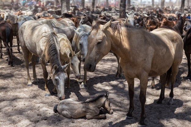 Cavalos Protegem Cavalo Bebe Doente E Cansado Foto Premium