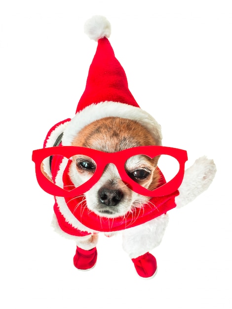 Chihuahua bonito do cão no traje de papai noel com vidros vermelhos nos olhos no branco isolado. Foto Premium